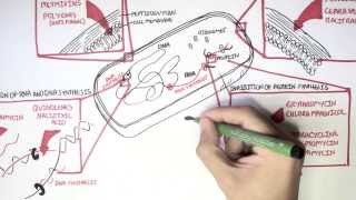 Microbiology  Antibiotics Mechanisms of Action [upl. by Toshiko]