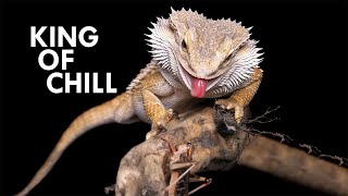 Bearded Dragon The King of Chill [upl. by Enivid408]