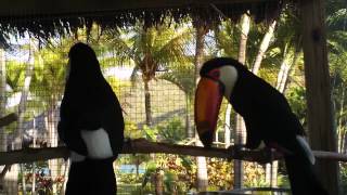 A Toco Toucan Courtship [upl. by Harimas974]