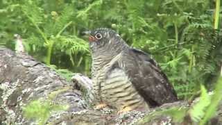 Cuckoos On Dartmoor [upl. by Bondy]