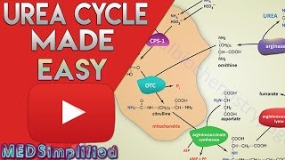 Urea Cycle Made Simple  Biochemistry Video [upl. by Seagraves205]