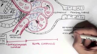 Nephrology  Kidney Physiology Overview [upl. by Hainahpez177]