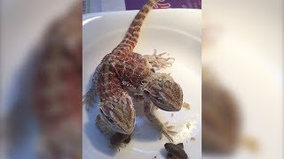 DoubleHeaded Dragon has a Snack Storyful Animals [upl. by Whitelaw]