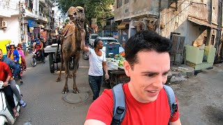 Exploring the Crazy Streets of Jaipur India 🇮🇳 [upl. by Eiggam]