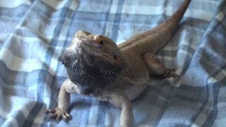 Bearded Dragon  Head Bobbing [upl. by Lisbeth37]