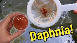 How I Culture Daphnia In Outdoor Tubs [upl. by Felicio]