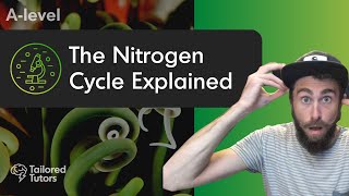 The Nitrogen Cycle Explained  A Level Biology Revision  AQA [upl. by Nevear]