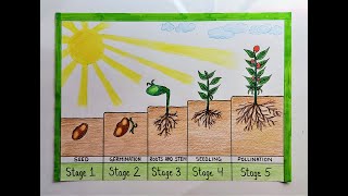 Plant life cycle diagram drawing step by step l How to draw seed germination chart easily [upl. by Fulbert133]