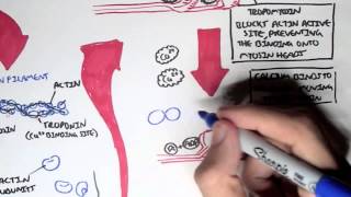 Myology  Skeletal Muscle Sarcomere Myosin and Actin [upl. by Arimahs]