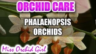 How to care for Phalaenopsis Orchids  Watering fertilizing reblooming [upl. by Idhem]