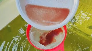 How to culture daphnia  Daphnia culture  How to grow daphnia outdoor [upl. by Vasta227]