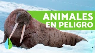 ANIMALES en PELIGRO DE EXTINCIÓN en el POLO NORTE  Animales en peligro [upl. by Imrots]