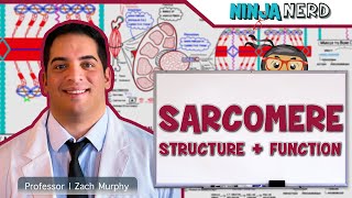 Musculoskeletal System  Sarcomere Structure Actin amp Myosin [upl. by Attaynik]