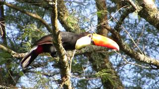 Toco Toucan in the wild  Tucan grande  Tucanuçu  Reuzentoekan  Ramphastos toco [upl. by Roby]