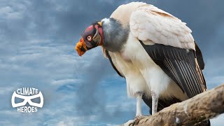 Why our Ecosystem Depends on Vultures I Climate Heroes [upl. by Wina702]