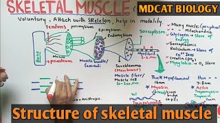 Skeletal muscle structure  NMDCAT 2021 [upl. by Stephani]