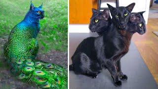 15 Abnormally Strange Cats That Actually Exist [upl. by Ivetts]