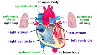 The Circulatory System Part 1 The Heart [upl. by Acirehs]