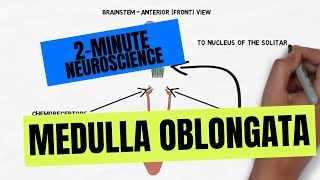 2Minute Neuroscience Medulla Oblongata [upl. by Elsinore65]