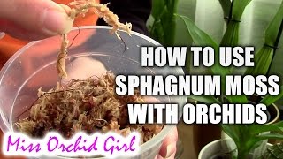 How to use sphagnum moss with orchids [upl. by Tamas264]