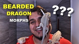 How To Identify What Morph Your Bearded Dragon Is [upl. by Hartmunn]