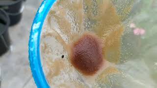 How to culture daphnia moina in a small container Part 1 English Subtitle [upl. by Chelsae]