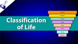 Classification of Life [upl. by Weirick]