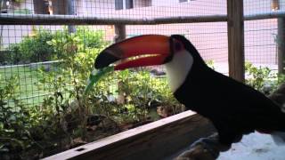 Toco Toucan Courtship Vocalization [upl. by Nikal]