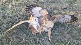 Owl attacked by hawk [upl. by Kelci504]