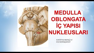 Medulla Oblongata Nucleusları  Nöroanatomi Konu Anlatımı  5 [upl. by Rol]