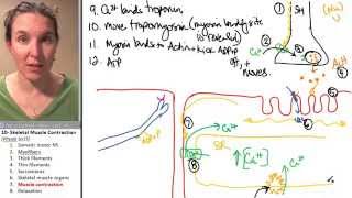 Skeletal Muscle 7 Contraction [upl. by Einnej]