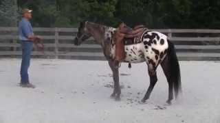 Appaloosa for Sale [upl. by Malim]