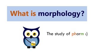 What is morphology [upl. by Manheim800]