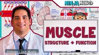 Musculoskeletal System  Muscle Structure and Function [upl. by Brooks]