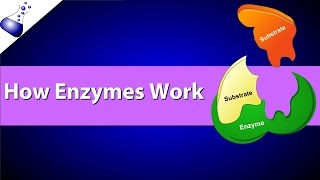 How Enzymes Work [upl. by Einahpit391]