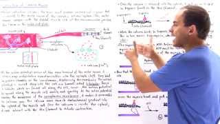 Contraction of Skeletal Muscle [upl. by Lennahc]