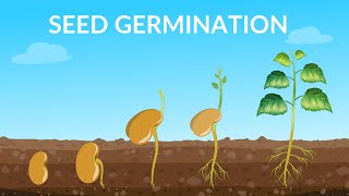 Factors Affecting Seed Germination [upl. by Esyahc717]