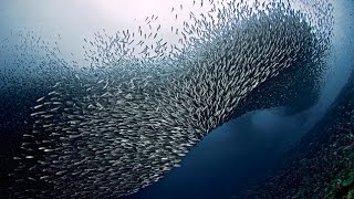 Moalboal Sardine Run [upl. by Ebba938]