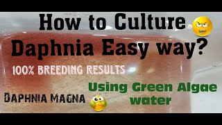 Daphnia MagnaHow to Culture Daphnia Easy wayCulturing Daphnia using Green water Daphnia [upl. by Hassett]