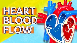 How Blood Flows Through the Heart [upl. by Mcgaw]