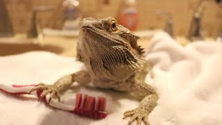 BEARDED DRAGON HYGIENE 101  Grooming [upl. by Sosanna]