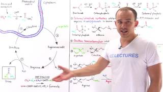 Urea cycle [upl. by Jeanie]