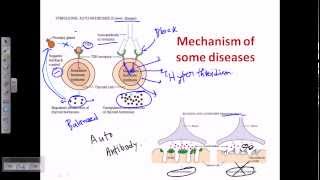 The Immune System Overview Animation [upl. by Eveleen]