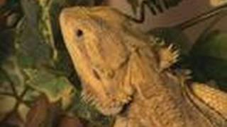 How To Care For Bearded Dragons [upl. by Eisnyl]