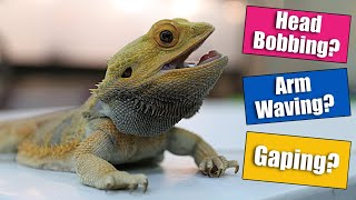 Bearded Dragon Behaviors Explained [upl. by Susumu]