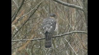 Sparrowhawk hunting technique [upl. by Manson]