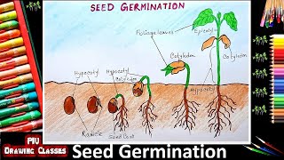 How To Draw Germination Of Seed Diagram  Step By Step  Plant Growth From Sprouted Seed Drawing [upl. by Ripley430]