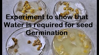 Water is required for Germination Experiment [upl. by Eduam798]