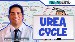 Metabolism  Urea Cycle [upl. by Alvis]