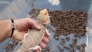 1000 Crickets VS Bearded Dragon FEEDING FRENZY [upl. by Anitselec667]